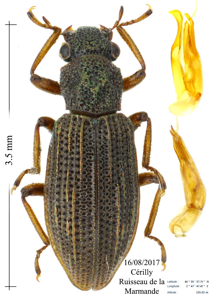 Cédric Alonso - Hydrochus ignicollis - réf. 192748 (884 x 1250 pixels, 200 ko)